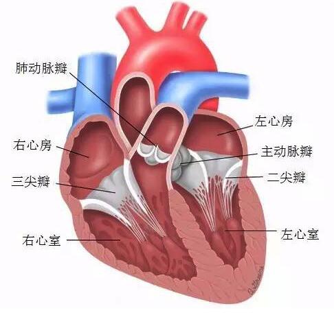 第2次大动作!蓝帆医疗收购瑞士心脏瓣膜企业NVT,进场结构性心脏病疗法领域